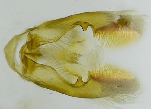 Réf. 318 420 : Grapholita funebrana